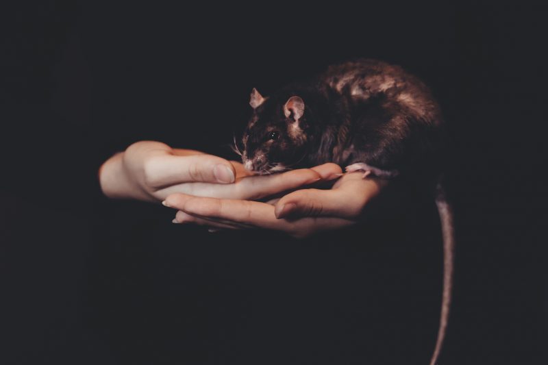 renters insurance and pests - coverage